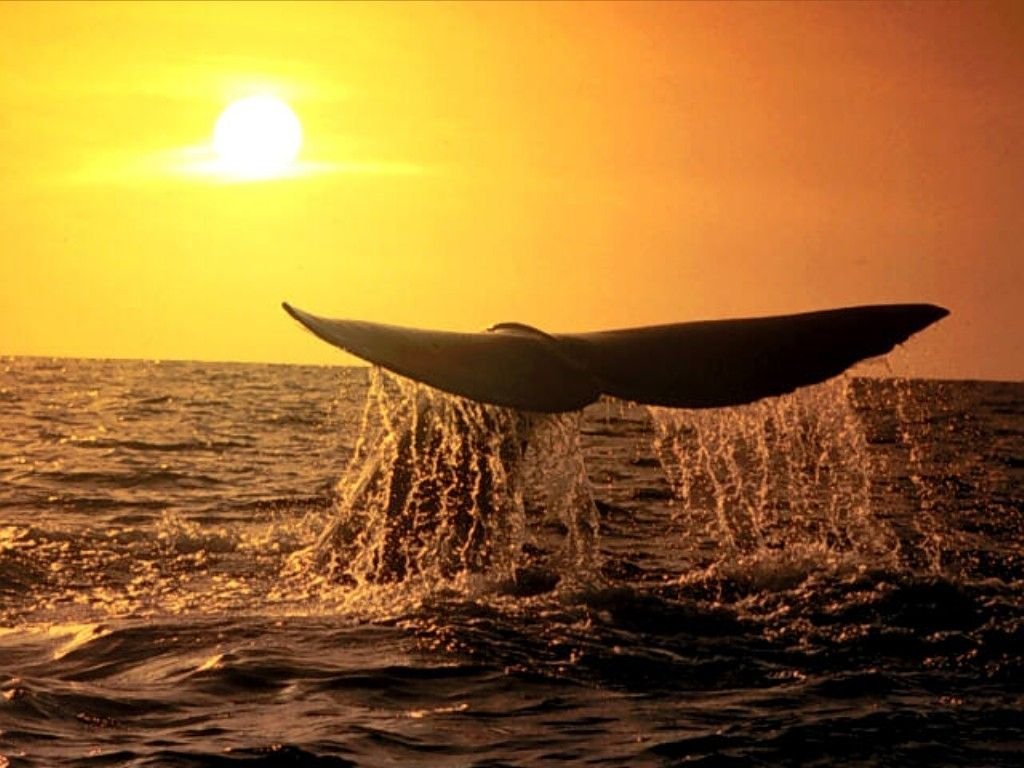 Baleines et orques - 012